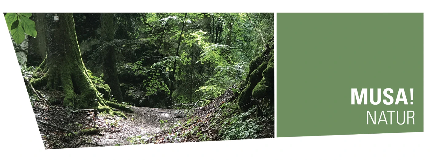 nature-header